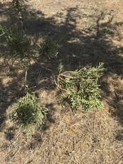Cupressus sempervirens