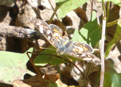 Phyciodes picta