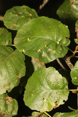 Alnus glutinosa