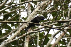 Pachyramphus polychopterus