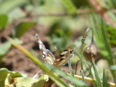 Phyciodes picta