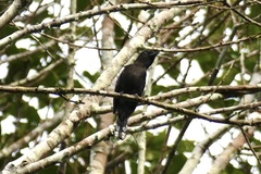 Pachyramphus polychopterus