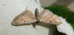 Eupithecia icterata