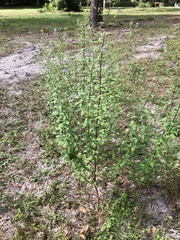 Trichostema dichotomum