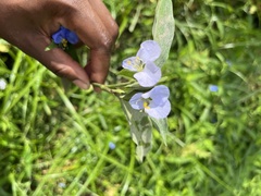 Commelina virginica