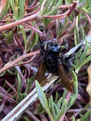 Xylocopa sonorina