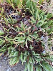 Carpobrotus edulis