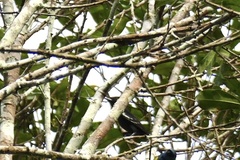 Pachyramphus polychopterus