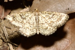 Heliomata glarearia