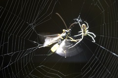 Ichneumon stramentor