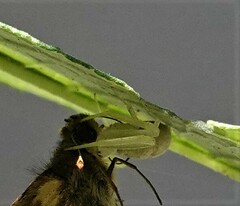 Misumessus oblongus
