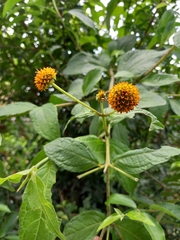Tilesia baccata