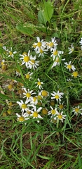 Tripleurospermum