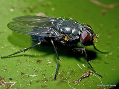 Calliphoroides antennatis