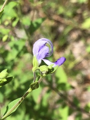 Trichostema dichotomum