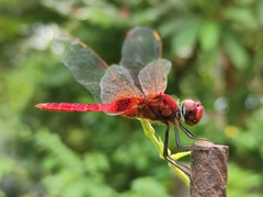 Urothemis signata