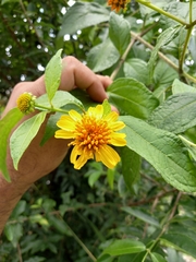 Tilesia baccata
