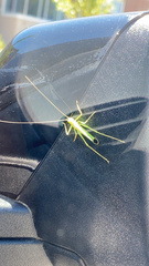 Meconema thalassinum