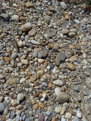 Calliptamus italicus