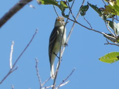 Empidonax