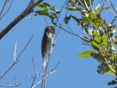 Empidonax