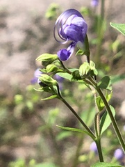 Trichostema dichotomum