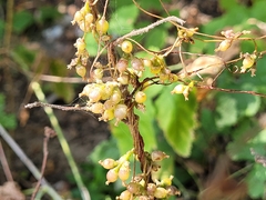 Cuscuta lupuliformis