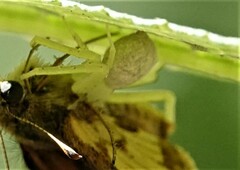 Misumessus oblongus