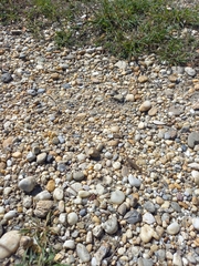 Calliptamus italicus