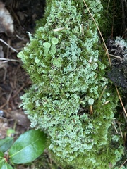 Cladonia chlorophaea