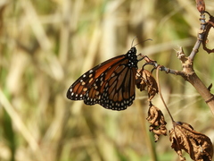 Danaus erippus