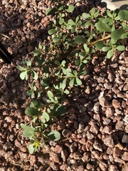 Portulaca oleracea