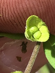Trichostema dichotomum