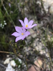 Ixia micrandra