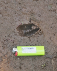 Mazama gouazoubira