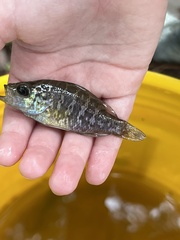Lepomis gulosus