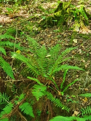 Polystichum setiferum