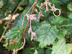 Cuscuta lupuliformis