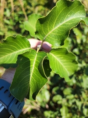 Pyrus
