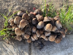 Micacei