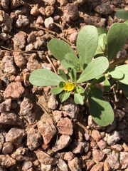 Portulaca oleracea