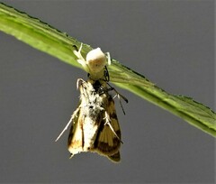 Misumessus oblongus