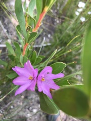 Ixia micrandra