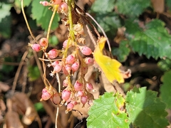 Cuscuta lupuliformis