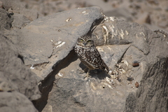Athene cunicularia