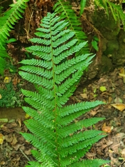 Polystichum setiferum