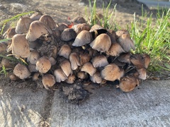 Micacei