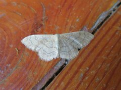 Idaea aversata