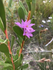Ixia micrandra