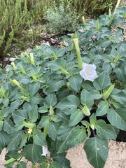 Datura innoxia
